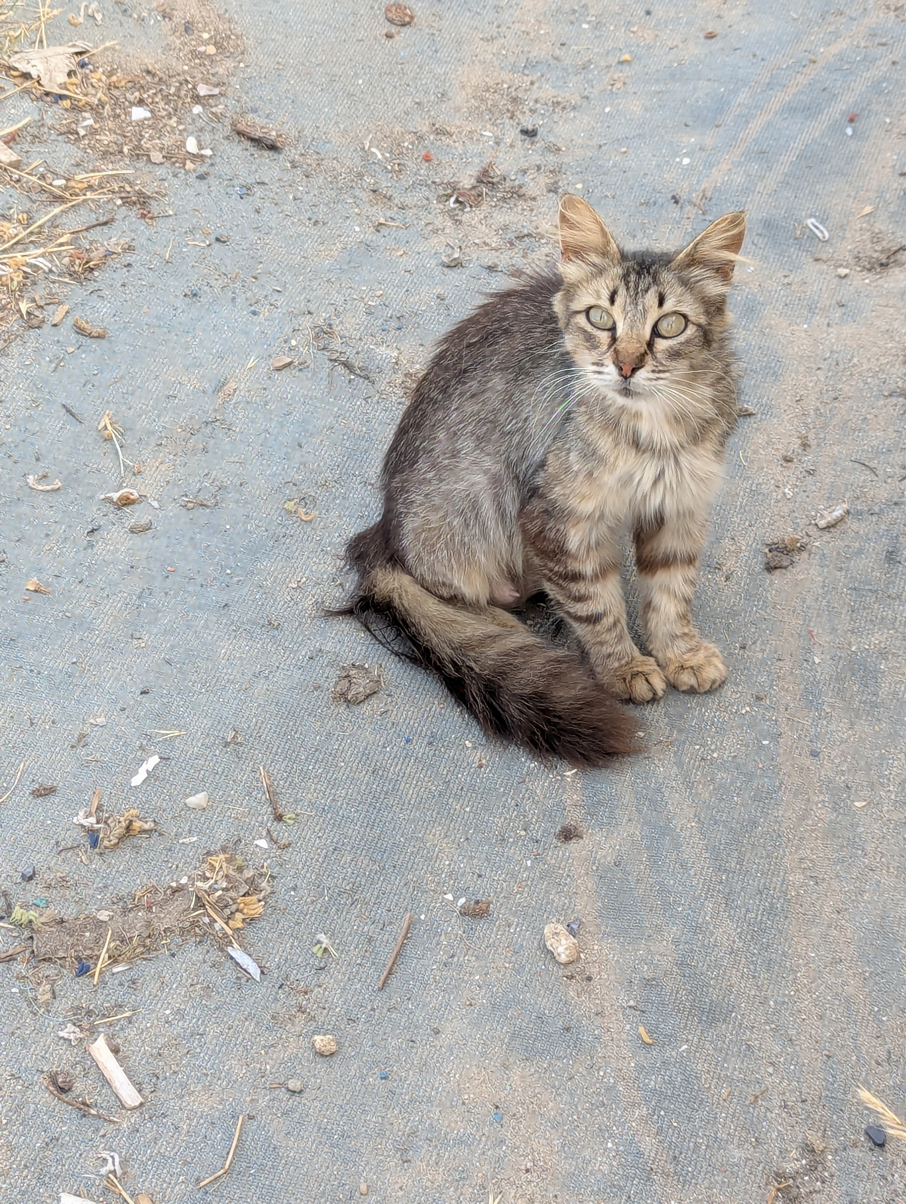 cat