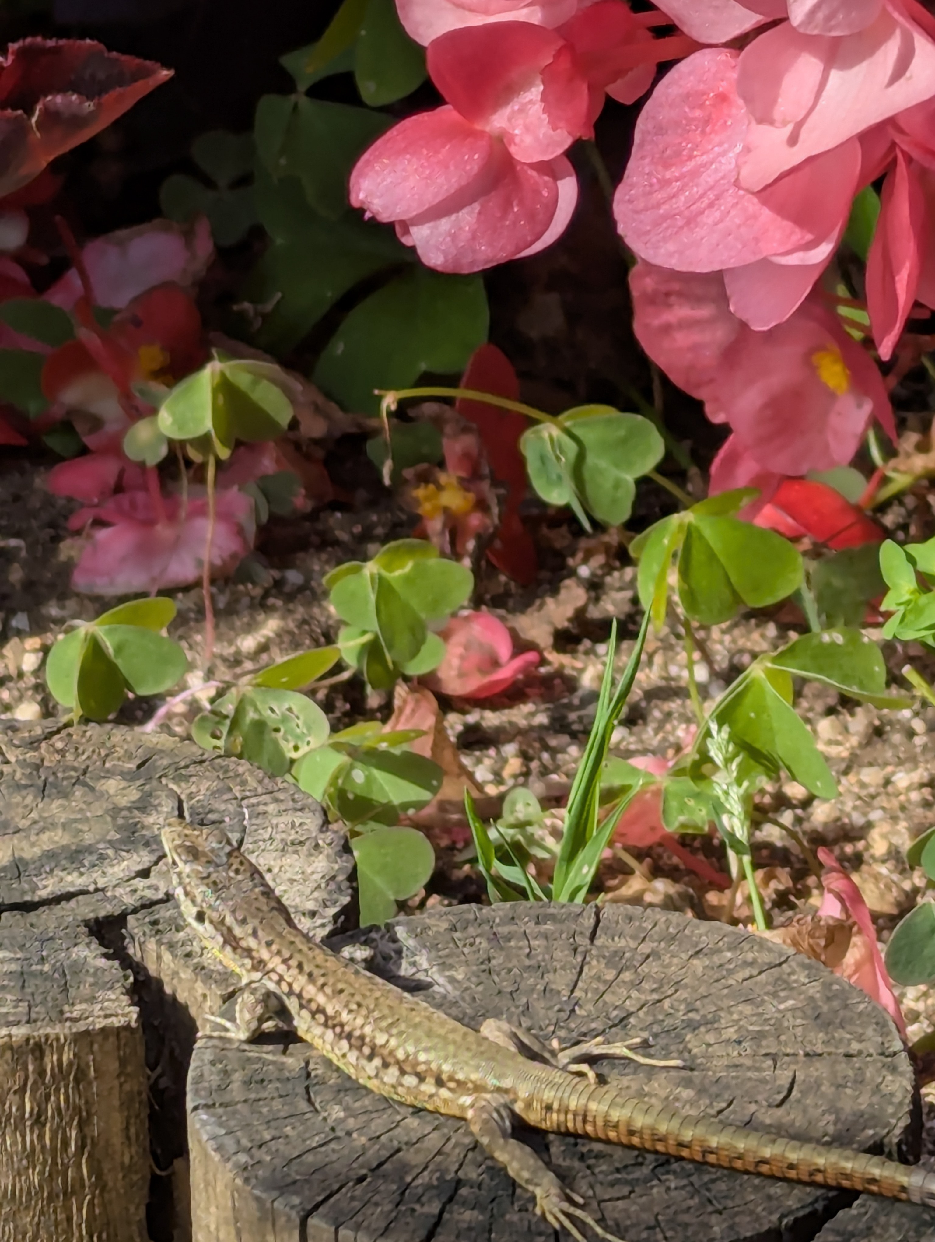 lizard